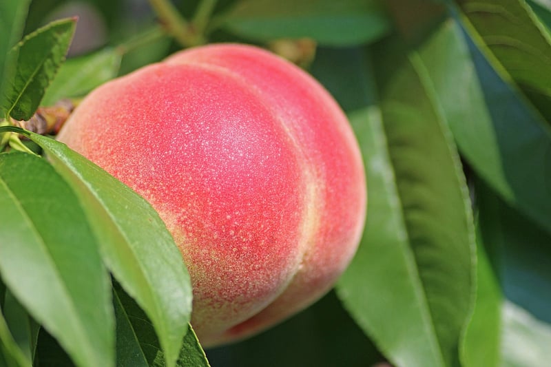 Grilled Peaches